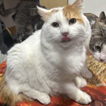 Rescue Domestic Long Hair Cats for Adoption in Villa Park, California - Bear | PetCurious