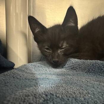 Mele -  Domestic Short Hair Cat for Adoption in Walnut Creek, California - Mele | PetCurious