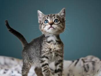 HAMUA -  Domestic Short Hair Cat for Adoption in Santa Fe, New Mexico - HAMUA | PetCurious