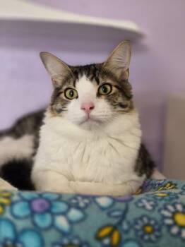 N.2 Pencil -  Domestic Short Hair Cat Available for Adoption in Camano, Washington - N.2 Pencil | PetCurious