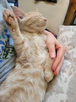 Tabby and Domestic Short Hair Cats Available for Adoption - Bennett | PetCurious