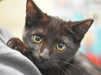 Theo -  Domestic Short Hair Cat for Adoption in Portland, Oregon - Theo | PetCurious