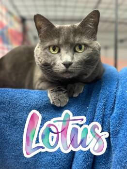 Rescue Domestic Short Hair Cats for Adoption in Barton, Vermont - Lotus | PetCurious
