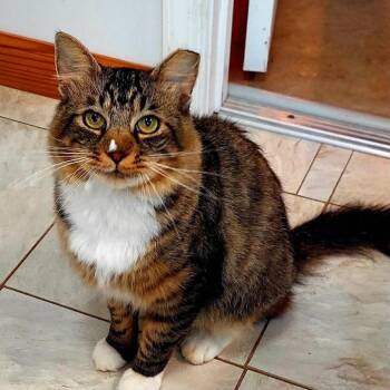 Dale -  Domestic Medium Hair Cat for Adoption in Aldie, Virginia - Dale | PetCurious