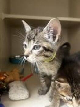 Rescue Domestic Short Hair Cats for Adoption in Winfield, Kansas - Pinto | PetCurious