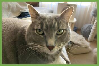 Tommy -  Domestic Short Hair Cat for Adoption in Amherst, Massachusetts - Tommy | PetCurious
