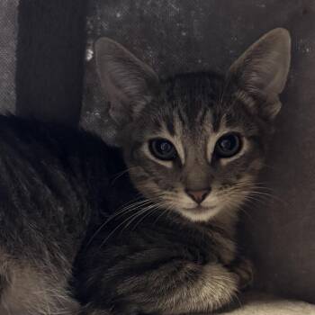 Wednesday A26-137 -  Domestic Short Hair Cat for Adoption in Santa Rosa Beach, Florida - Wednesday A26-137 | PetCurious