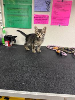 26-0904C -  Domestic Short Hair Cat for Adoption in Sorrento, Louisiana - 26-0904C | PetCurious