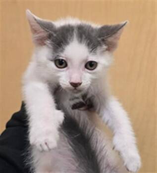 Domestic Short Hair Cats Available for Adoption in Riverside, California - CANNELLINI | PetCurious