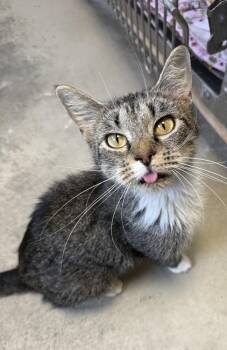 Jolene -  Domestic Short Hair and Tabby Cat for Adoption in Fremont, Nebraska - Jolene | PetCurious