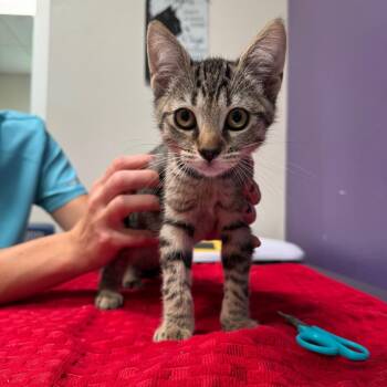 Nick -  Domestic Short Hair Cat for Adoption in Englewood, Florida - Nick | PetCurious