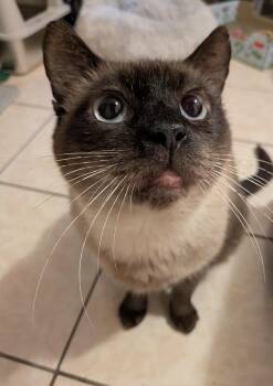 Meridian -  Domestic Short Hair Cat for Adoption in Alexandria, Virginia - Meridian | PetCurious
