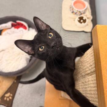 EJ -  Domestic Short Hair Cat for Adoption in Gainesville, Florida - EJ | PetCurious