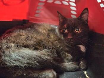 Labradorite -  Domestic Medium Hair and Domestic Short Hair Cat for Adoption in Westland, Michigan - Labradorite | PetCurious