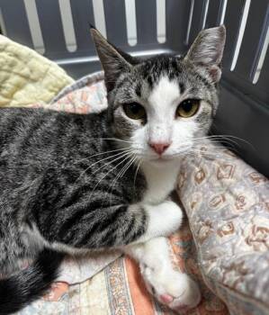 Frank -  Domestic Short Hair Cat for Adoption in Lafayette, Louisiana - Frank | PetCurious
