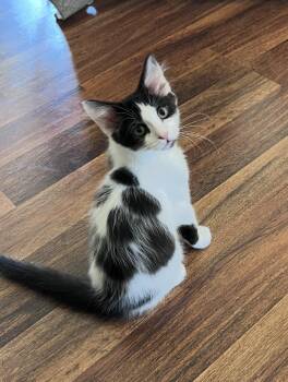 Nico -  Domestic Short Hair Cat for Adoption in Stamford, Connecticut - Nico | PetCurious