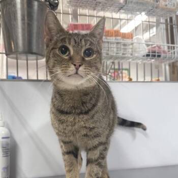Domestic Short Hair Cats Available for Adoption in New York, New York - Sidney | PetCurious