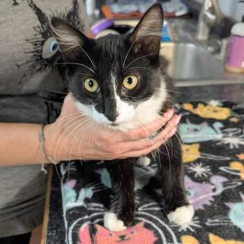 July -  Domestic Medium Hair Cat for Adoption in Brighton, Missouri - July | PetCurious