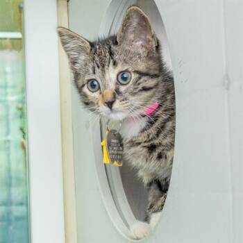 LILLIAN -  Domestic Short Hair Cat for Adoption in St. Louis, Missouri - LILLIAN | PetCurious