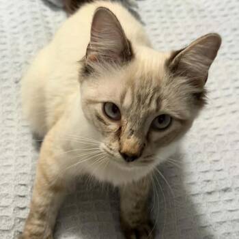 Carl -  Siamese Cat for Adoption in Mount Vernon, Arkansas - Carl | PetCurious