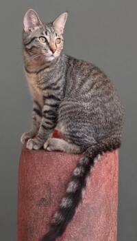 Theo 3740 -  Domestic Short Hair Cat for Adoption in Dallas, Texas - Theo 3740 | PetCurious