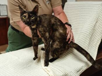 Hazel -  Domestic Short Hair Cat for Adoption in Mocksville, North Carolina - Hazel | PetCurious