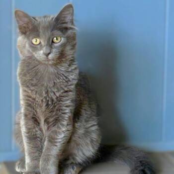 Domestic Medium Hair Cats Available for Adoption - Celaena | PetCurious