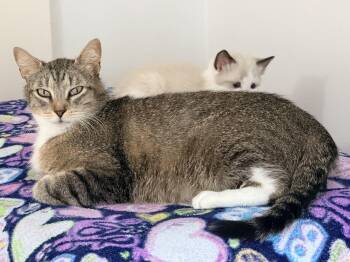 Domestic Short Hair Cats Available for Adoption in Montclair, New Jersey - Bonnie | PetCurious