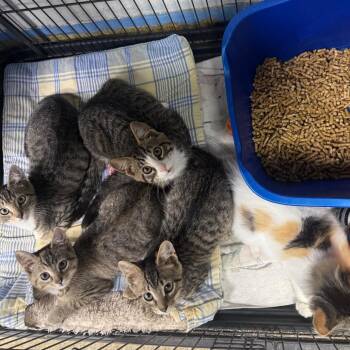 Grapefruit -  Domestic Short Hair Cat for Adoption - Grapefruit | PetCurious