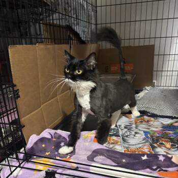 Cupcake -  Domestic Long Hair Cat for Adoption in Ben Avon, Pennsylvania - Cupcake | PetCurious