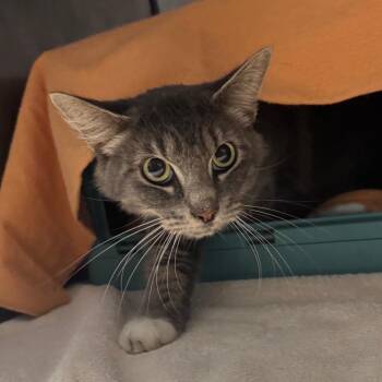 Lilly -  Domestic Short Hair Cat for Adoption in Edwardsville, Illinois - Lilly | PetCurious
