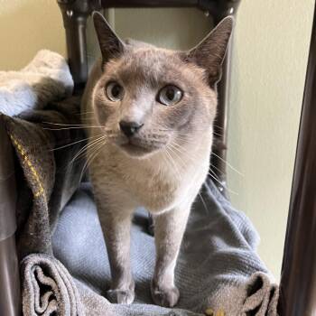 Siamese Cats Available for Adoption in Kyle, Texas - ZATAAR | PetCurious