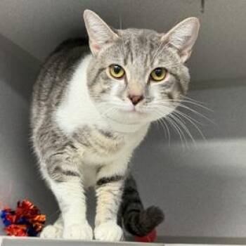 Faolan -  Domestic Short Hair Cat for Adoption in New York, New York - Faolan | PetCurious