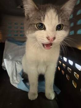 Domestic Short Hair Cats Available for Adoption - FREDDIE | PetCurious