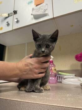 Invisible -  Domestic Short Hair Cat for Adoption in Salisbury, Maryland - Invisible | PetCurious