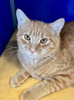 Rescue Domestic Short Hair Cats for Adoption in Webster, Wisconsin - Benji | PetCurious