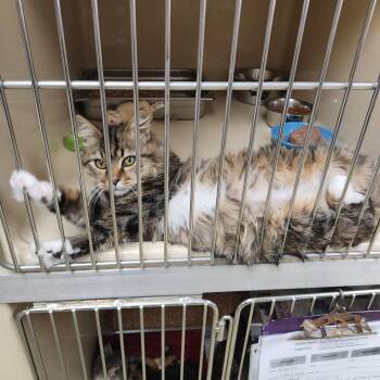 Rescue Domestic Medium Hair and Tabby Cats for Adoption in Clarksville, Virginia - Canoli | PetCurious