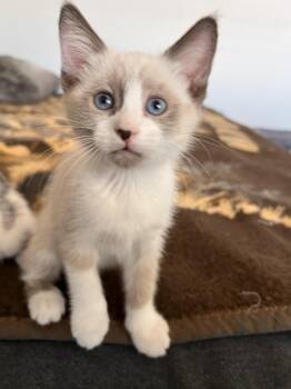 Annabelle -  Domestic Short Hair Cat for Adoption in Las Vegas, Nevada - Annabelle | PetCurious