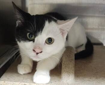 Domestic Short Hair Cats Available for Adoption - PENGUIN | PetCurious