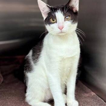 Otis -  Domestic Short Hair Cat for Adoption in New Fairfield, Connecticut - Otis | PetCurious