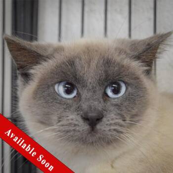 Siamese and Domestic Short Hair Cats Available for Adoption - Love | PetCurious