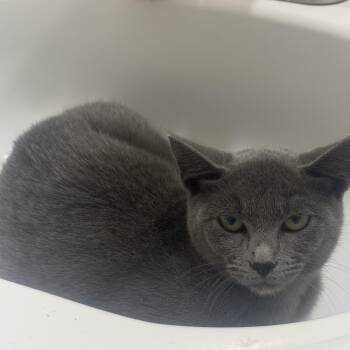 Urista -  Russian Blue Cat for Adoption - Urista | PetCurious