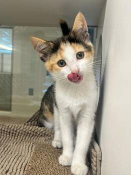 Justice (ID 52075) -  Domestic Short Hair Cat for Adoption in Manassas, Virginia - Justice (ID 52075) | PetCurious