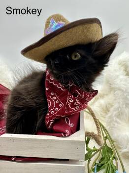 Smokey -  Domestic Long Hair Cat for Adoption in Huntington Beach, California - Smokey | PetCurious