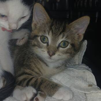 Rescue Domestic Short Hair Cats for Adoption in Detroit Lakes, Minnesota - Pear | PetCurious