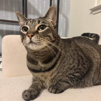 Sophie -  Domestic Short Hair Cat for Adoption in Lakehead, California - Sophie | PetCurious