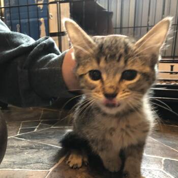 Domestic Medium Hair Cats Available for Adoption - Cassiopeia | PetCurious