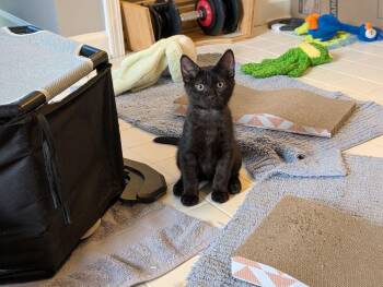 Fred CD -  Domestic Short Hair Cat for Adoption in Greenville, South Carolina - Fred CD | PetCurious