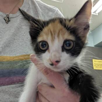 Naughtie Jean -  Domestic Short Hair Cat for Adoption in Columbia, Missouri - Naughtie Jean | PetCurious
