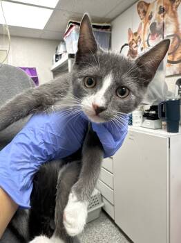 Rescue Domestic Short Hair Cats for Adoption in Pomona, New York - Chance | PetCurious